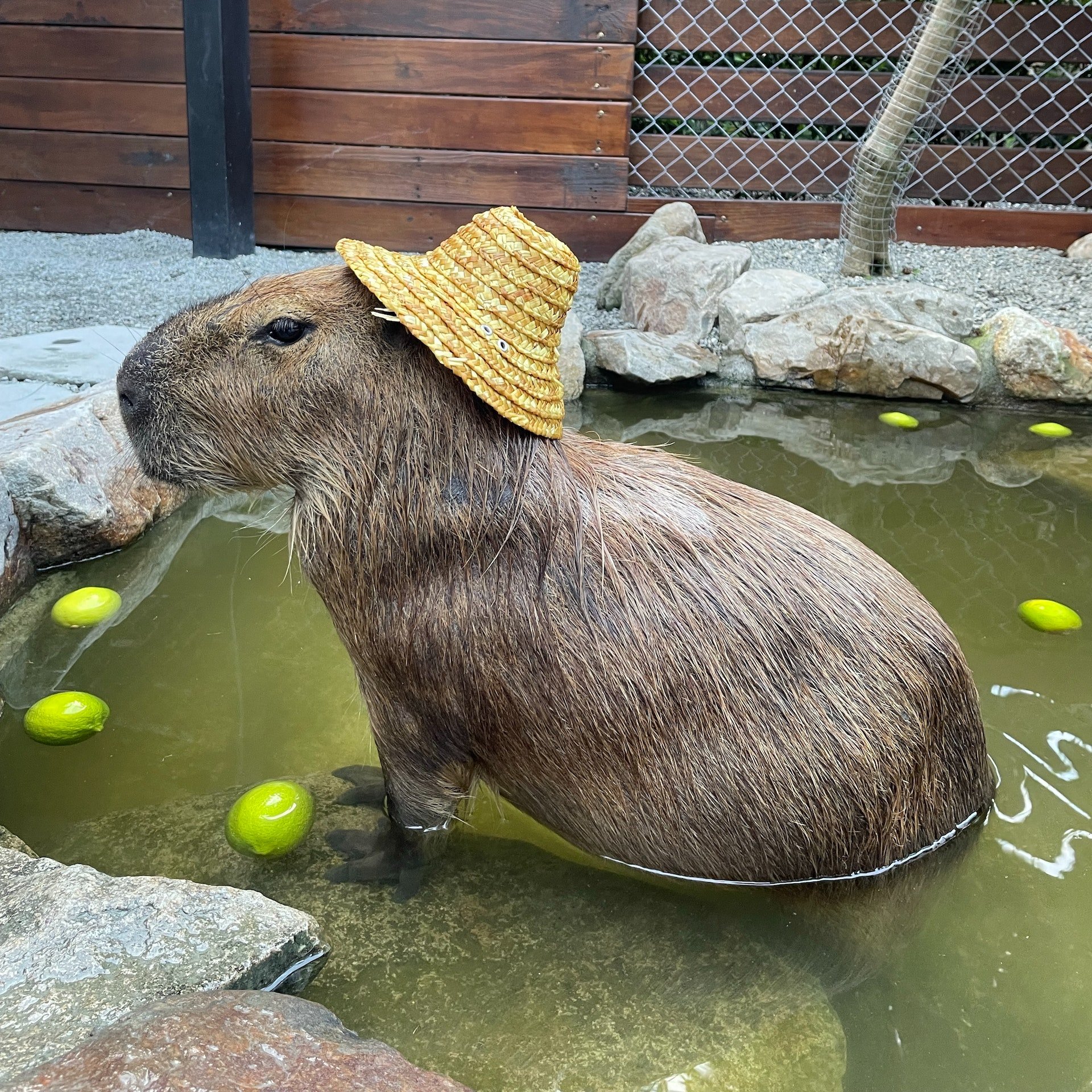 Capybara